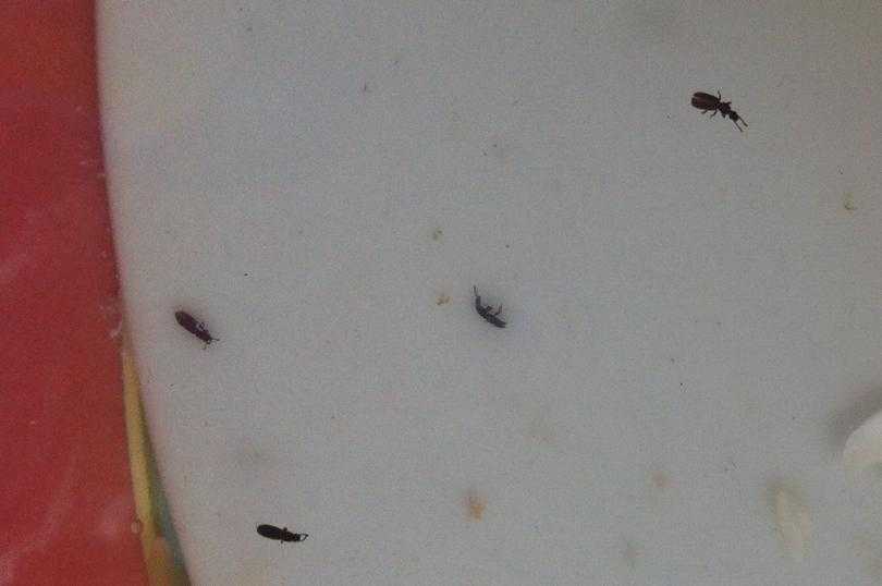 Белые червячки на кухне дома