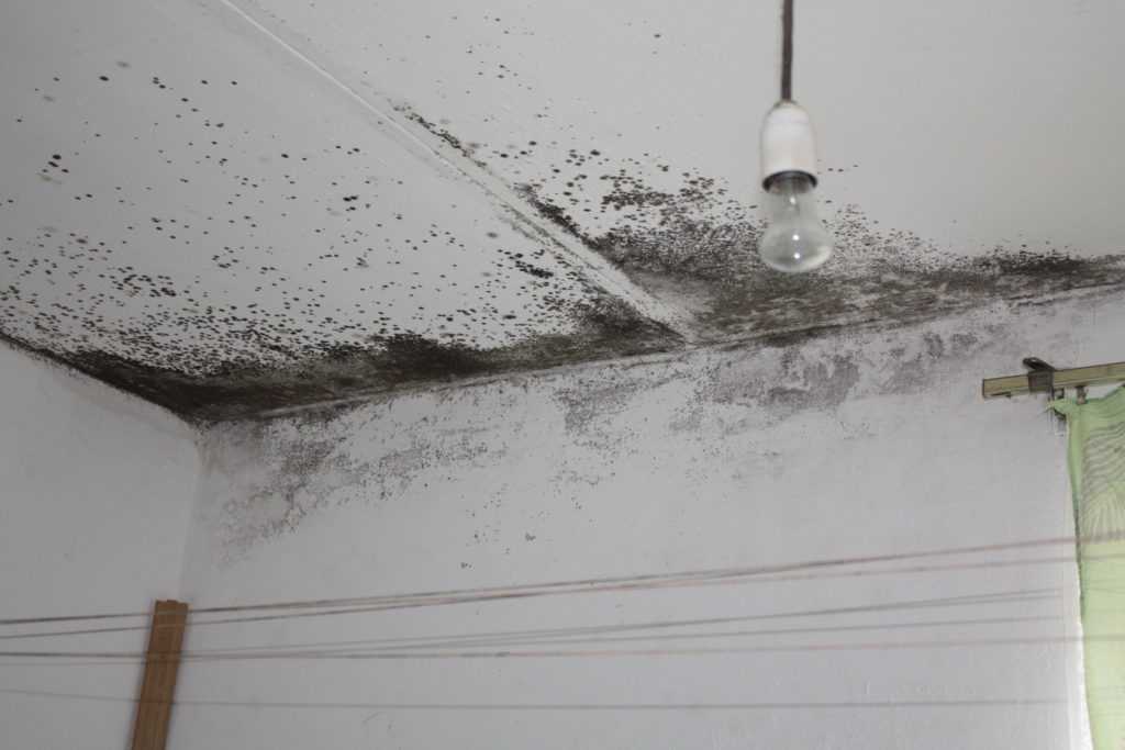 Чем обработать потолок в квартире от грибка и как избавиться от плесени