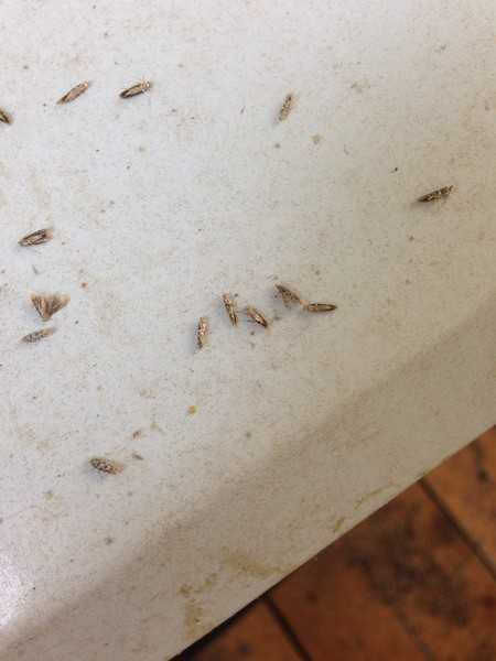 Мелкие насекомые в квартире. червяки на потолке на кухне – как с ними бороться