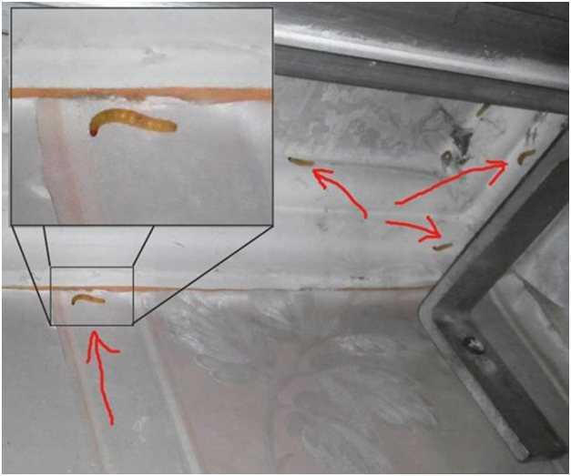 Белые червяки в клубнике: как бороться с личинками дрозофилы, майского жука, нематоды и кивсяка