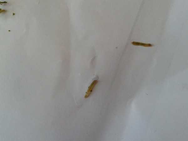 Мелкие насекомые в квартире. червяки на потолке на кухне – как с ними бороться