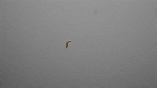 Червяки на потолке на кухне: белые черви, гусеницы в квартире, личинки, моль на потолке