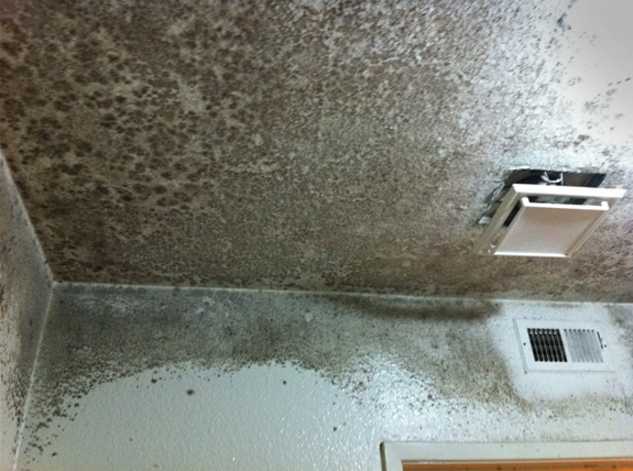 Как навсегда удалить грибок со стен в ванной и других помещениях в квартире: причины появления, виды плесени, способы борьбы и профилактика |+отзывы