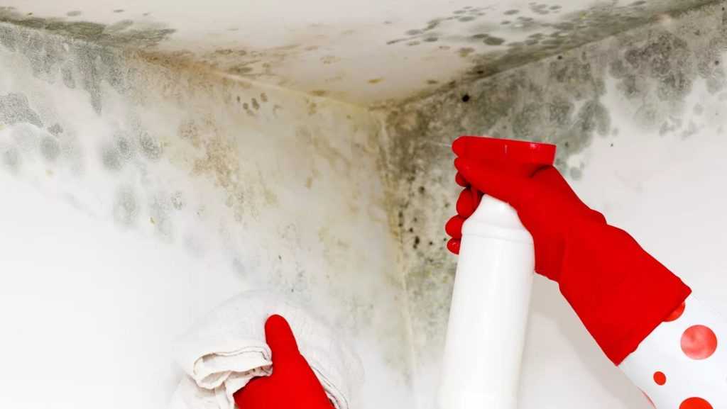 Как убрать плесень в ванной комнате (черные пятна на потолке, между плитками на стене) самостоятельно: народные рецепты, домашние и магазинные средства?