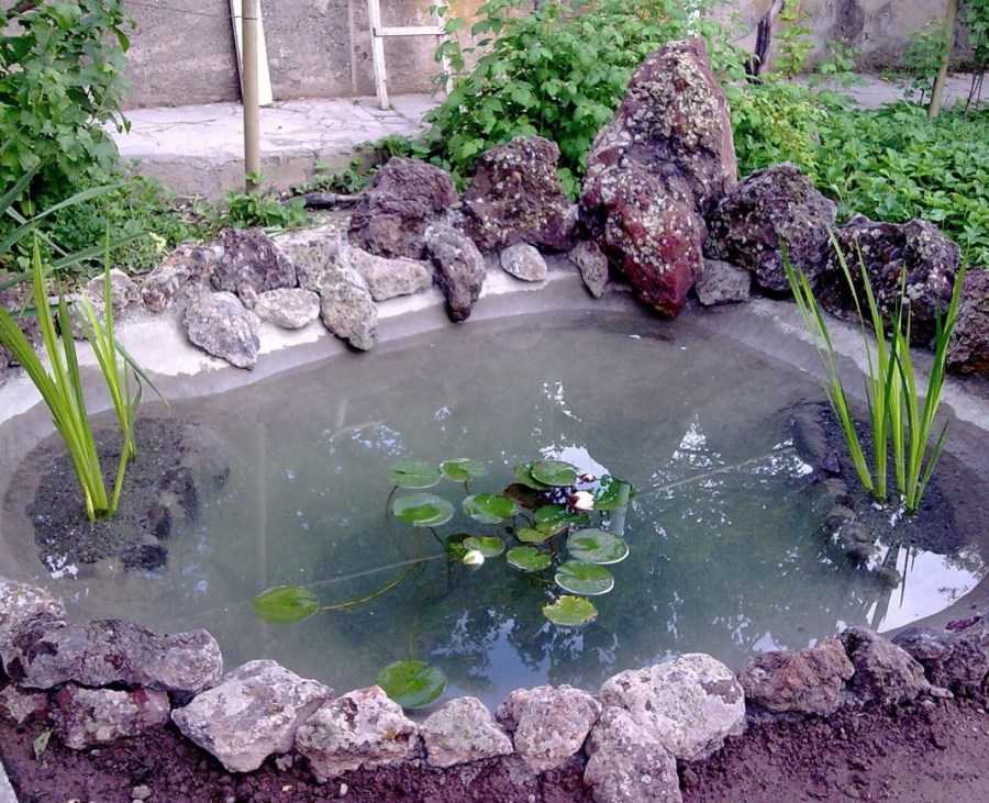 Водные растения, помогающие очистить пруд | огородники