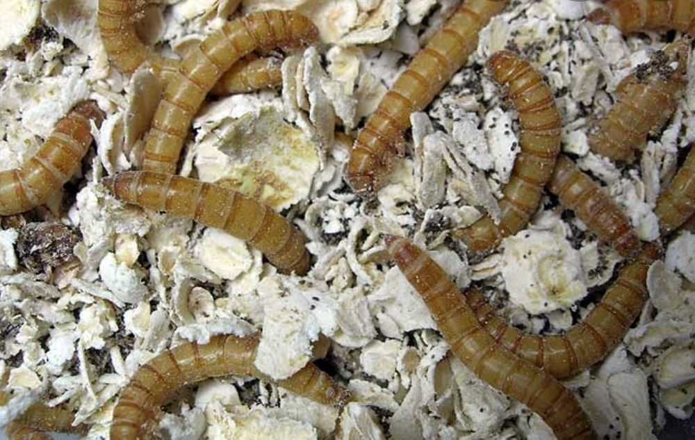 Белые червяки на потолке на кухне - как избавиться, профилактика