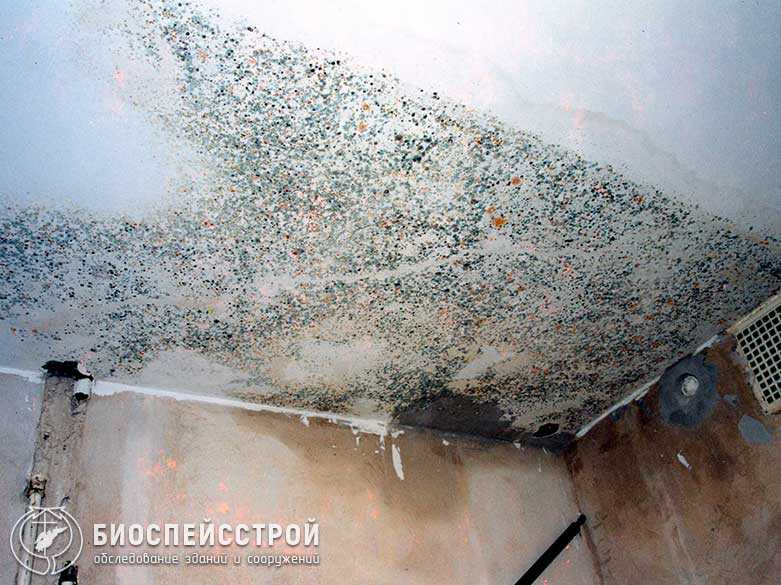 Конденсат в погребе на потолке: как избавиться от сырости