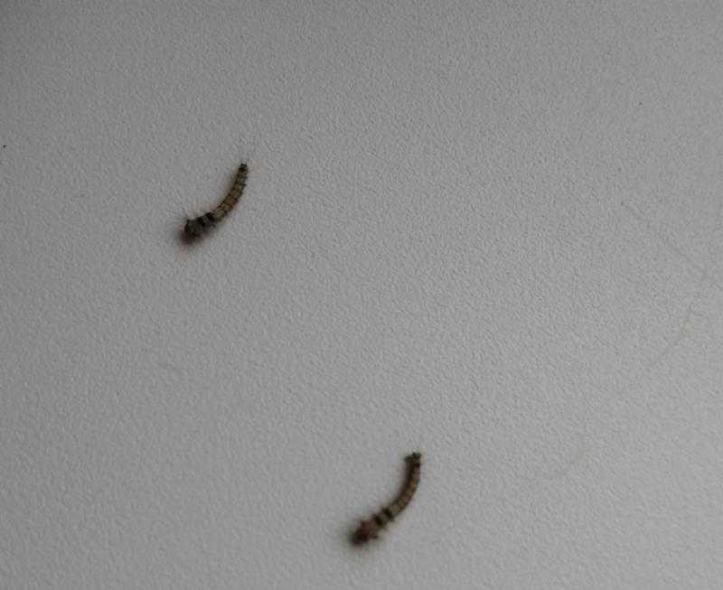 Если появились червяки на потолке на кухне – что делать, как избавиться от белых червей