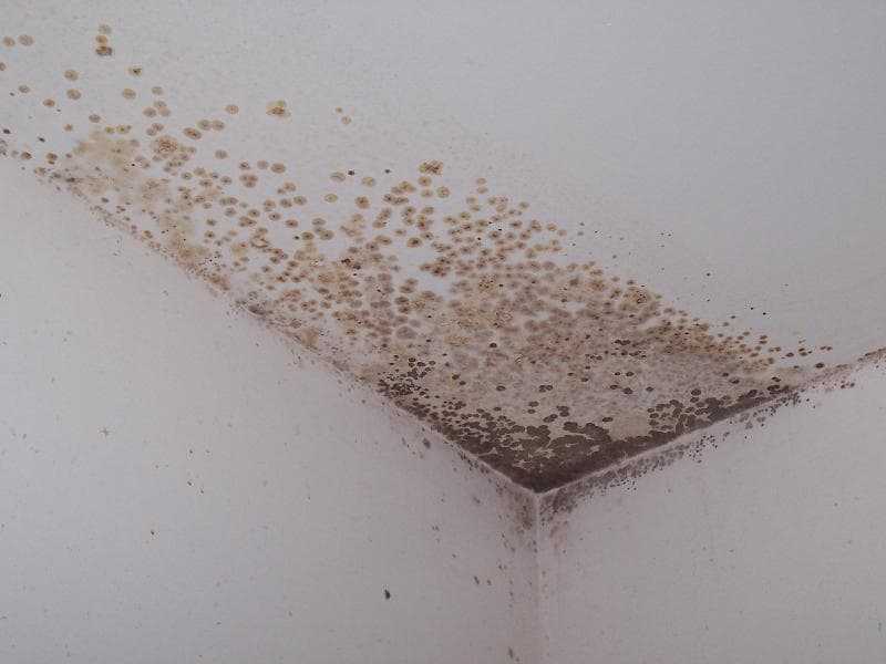 Червячки в квартире – описание и фото возможных вредителей. что делать, если в ванной завелись маленькие белые насекомые