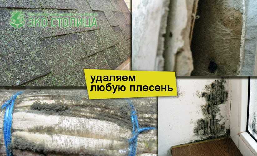 Чем обработать плесень и грибок под натяжным потолком, и стоимость очистки - журнал строителя