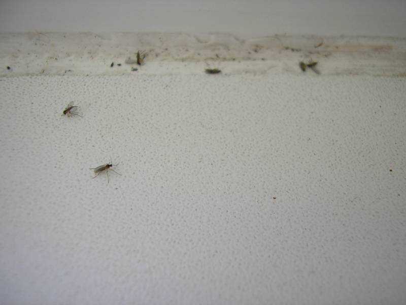 Откуда берутся гусеницы в квартире – самые эффективные способы борьбы с непрошенными гостями