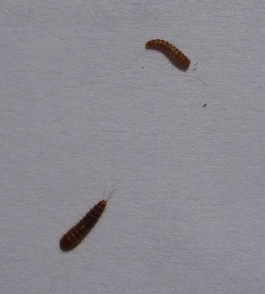 Червяки на потолке на кухне: белые черви, гусеницы в квартире, личинки, моль на потолке