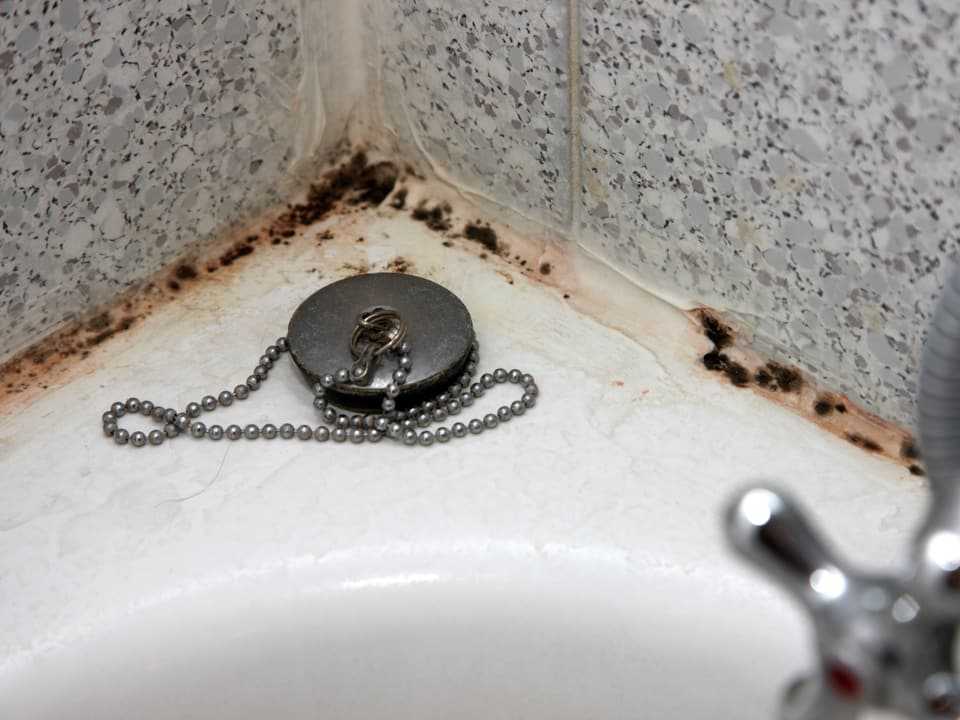 Плесень в ванной на потолке: грибок, черные пятна, как избавиться, народные средства, виды, опасности