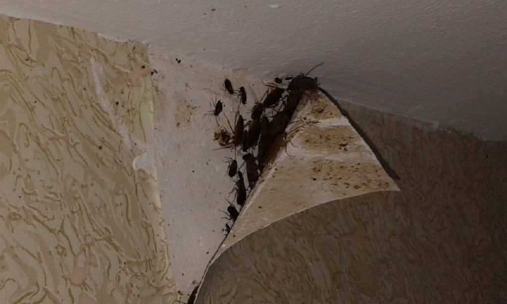 Если появились червяки на потолке на кухне – что делать, как избавиться от белых червей
